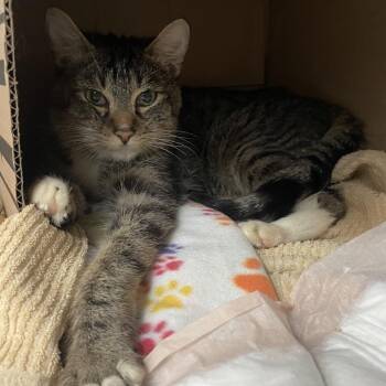 Jaxx -  Domestic Short Hair Cat for Adoption in Pasadena, California - Jaxx | PetCurious