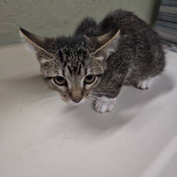 Rescue Domestic Short Hair Cats for Adoption in Eureka Springs, Arkansas - Pixie Stix | PetCurious