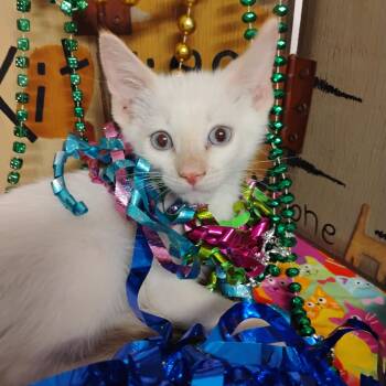 quinten flame 2lbs m blu eyes -  Siamese Cat for Adoption in Phoenix, Arizona - Quinten Flame 2lbs M Blu Eyes | PetCurious