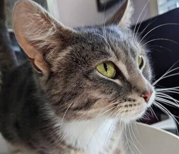 Lotus -  Domestic Short Hair Cat for Adoption in Lenexa, Kansas - Lotus | PetCurious