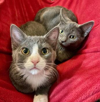 Rescue Domestic Short Hair Cats for Adoption in Lacon, Illinois - Rosie & Roxie | PetCurious