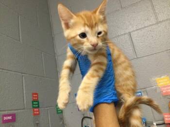 A1935332 -  Domestic Short Hair Cat for Adoption in Thousand Palms, California - A1935332 | PetCurious