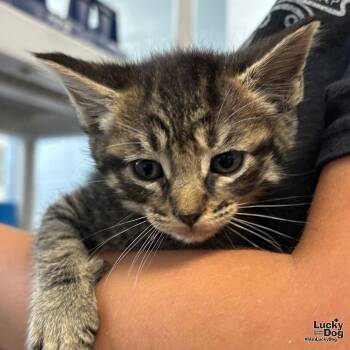 Domestic Short Hair Cats Available for Adoption in Washington, District Of Columbia - Poncho | PetCurious