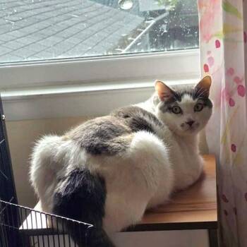 Kimba -  Domestic Short Hair Cat for Adoption in Alexandria, Virginia - Kimba | PetCurious