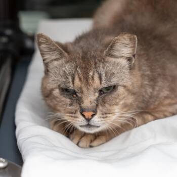 Domestic Short Hair Cats Available for Adoption in New York, New York - Kensington | PetCurious