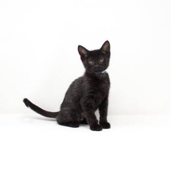 Antigone -  Domestic Short Hair Cat for Adoption in Florence, Arizona - Antigone | PetCurious