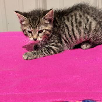 Domestic Short Hair Cats Available for Adoption in Logan, Ohio - Lita | PetCurious