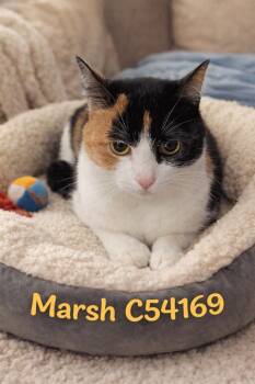 Domestic Short Hair Cats Available for Adoption in Clarksville, Tennessee - Marsh | PetCurious