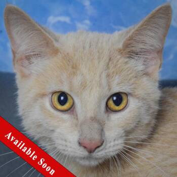 Butter Biscuit -  Tabby and Domestic Short Hair Cat for Adoption in Huntley, Illinois - Butter Biscuit | PetCurious