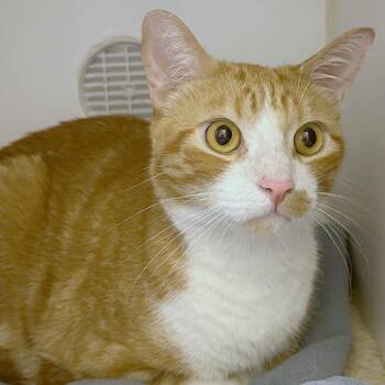 Archie -  Domestic Short Hair Cat for Adoption in Woodinville, Washington - Archie | PetCurious