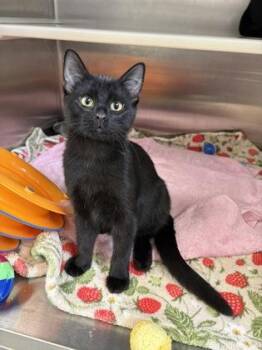 Chandler Chandelier -  Domestic Short Hair Cat for Adoption in Kansas City, Missouri - Chandler Chandelier | PetCurious