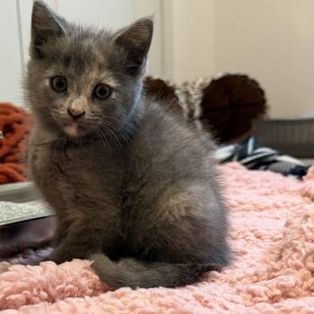 Silver -  Domestic Short Hair Cat for Adoption in Victor, New York - Silver | PetCurious