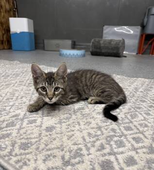 Bleu -  Domestic Medium Hair Cat for Adoption in Houston, Texas - Bleu | PetCurious