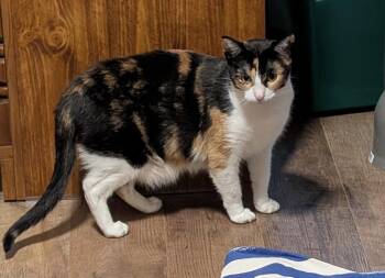 Calico Cats Available for Adoption in Poplar Grove, Illinois - Delphinium | PetCurious