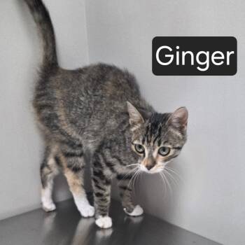 Ginger -  Domestic Short Hair Cat for Adoption in Snow Hill, North Carolina - Ginger | PetCurious