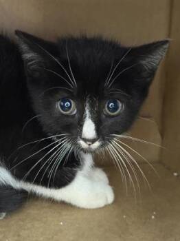 Oats -  Domestic Short Hair Cat for Adoption in West Chester, Pennsylvania - Oats | PetCurious