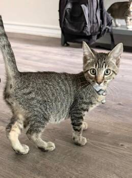 Redline -  Domestic Short Hair Cat for Adoption in San Antonio, Texas - Redline | PetCurious