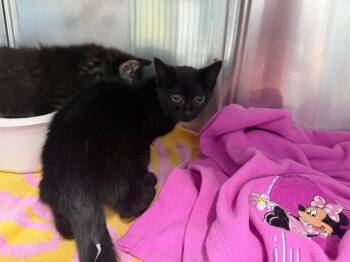 Dean -  Domestic Short Hair Cat for Adoption in Raleigh, North Carolina - Dean | PetCurious