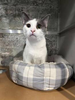 Dottie -  Domestic Short Hair Cat for Adoption in Paducah, Kentucky - Dottie | PetCurious