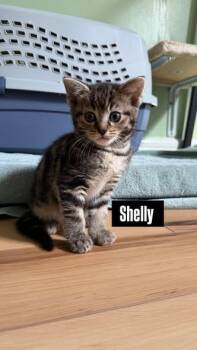 Domestic Short Hair Cats Available for Adoption in Kettering, Ohio - Shelly | PetCurious