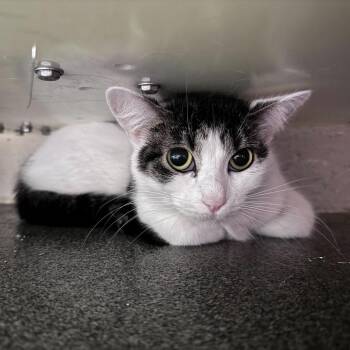 Domestic Short Hair Cats Available for Adoption - Hobby Lobby | PetCurious