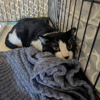 Rescue Domestic Short Hair Cats for Adoption in Salt Lake City, Utah - Toowooba | PetCurious