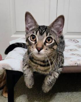 Rescue Domestic Short Hair Cats for Adoption in Frisco, Texas - Falkor | PetCurious