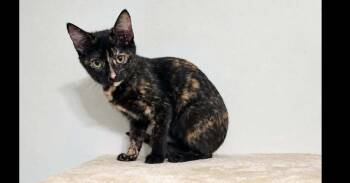 Tula -  Domestic Short Hair Cat for Adoption in Groveland, Massachusetts - Tula | PetCurious