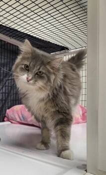 Domestic Long Hair and Domestic Short Hair Cats Available for Adoption - Slinky | PetCurious