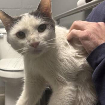 Domestic Short Hair Cats Available for Adoption in Allentown, Pennsylvania - Machu | PetCurious