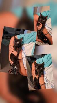 Diego -  Tabby Cat for Adoption in San Antonio, Texas - Diego | PetCurious