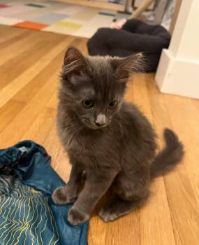 Domestic Long Hair Cats Available for Adoption in Harrison, New York - Cleo | PetCurious