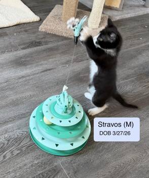 Stravos -  Tuxedo and Domestic Short Hair Cat for Adoption in Vacaville, California - Stravos | PetCurious