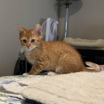 Isaac -  Domestic Short Hair Cat for Adoption in Murfreesboro, Tennessee - Isaac | PetCurious