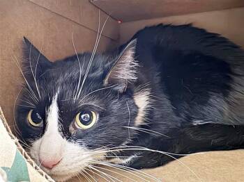 Domestic Short Hair Cats Available for Adoption - ARCHIE | PetCurious