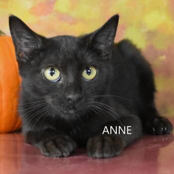 Anne -  Domestic Short Hair Cat for Adoption in Yuma, Arizona - Anne | PetCurious