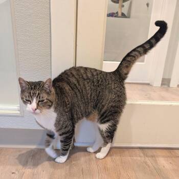 Billy -  Domestic Short Hair Cat for Adoption in Saint Charles, Missouri - Billy | PetCurious