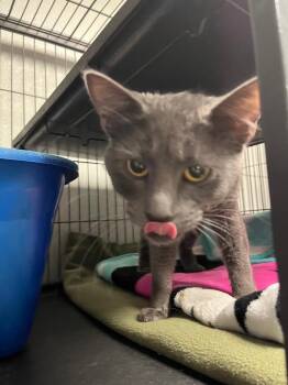 Domestic Short Hair Cats Available for Adoption in Saginaw, Michigan - Dakota | PetCurious