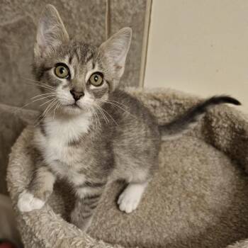 Boots -  Domestic Short Hair Cat for Adoption in Newport News, Virginia - Boots | PetCurious