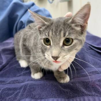 Blossom -  Domestic Short Hair Cat for Adoption in Oshkosh, Wisconsin - Blossom | PetCurious