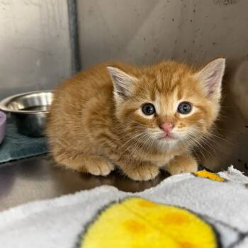 Rescue Domestic Short Hair Cats for Adoption in Redwood Falls, Minnesota - Andy | PetCurious