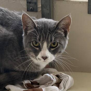 Domestic Short Hair Cats Available for Adoption in Goleta, California - Moksha | PetCurious