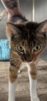 Sway -  Abyssinian Cat for Adoption in Woodbridge, Connecticut - Sway | PetCurious