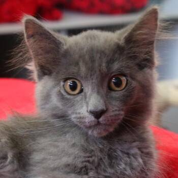Frankie (Whitney) -  Domestic Long Hair Cat for Adoption in Sarasota, Florida - Frankie (Whitney) | PetCurious