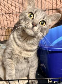 Claudia -  Domestic Short Hair Cat for Adoption in Fredericton, New Brunswick - Claudia | PetCurious