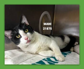 MANI -  Domestic Short Hair Cat for Adoption in Marietta, Georgia - MANI | PetCurious