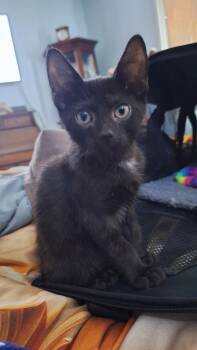 Moanao -  Domestic Short Hair Cat for Adoption in Trenton, New Jersey - Moanao | PetCurious