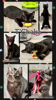 Tabby Cats Available for Adoption in Lawton, Oklahoma - T’CHAKA | PetCurious
