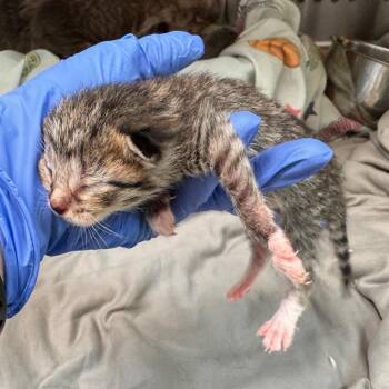 Halo -  Domestic Short Hair Cat for Adoption in Lynchburg, Virginia - Halo | PetCurious