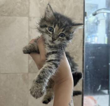 Nathalie -  Domestic Short Hair Cat for Adoption in Walnut Creek, California - Nathalie | PetCurious